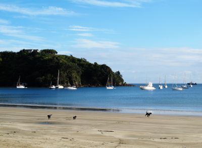 风和日丽的奥克兰激流岛